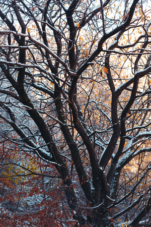 Branch silhouettes in the snow. Snow-covered tree in sunlight. New Years Eve. Autumn leaves covered with hoarfrost. Winter natural backgroundの写真素材