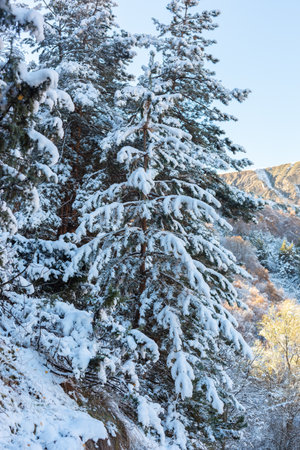 Landscape with pine trees in the snow. Winter green pine needles background. Fresh juicy foliage in the snow. White forest background of fir tree branches. Perfect for Christmas and New Year designの写真素材