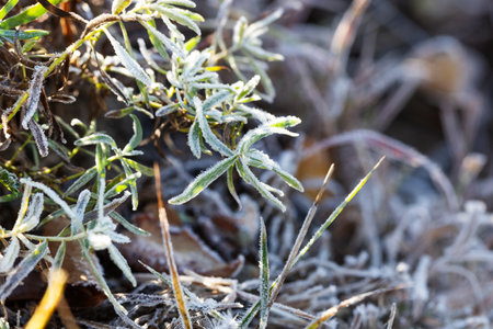 Grass in the ice close up. Frozen plants covered with frost. Icy frosty white landscapeの写真素材
