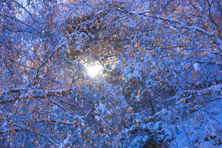 Branches in the snow. Snow-covered tree in sunlight. New Years Eve. Autumn leaves covered with hoarfrost. Winter natural backgroundの写真素材