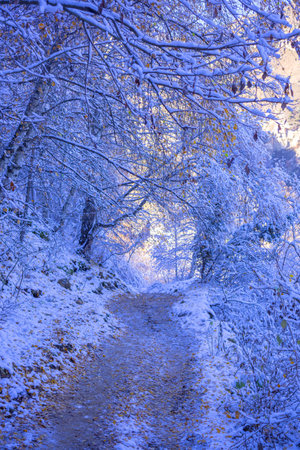 Branches in the snow. Winter snowy landscape. Snow-covered tree in sunlight. New Years Eve. Winter natural backgroundの写真素材