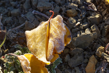 Leaves and grass in the ice close up. Frozen plants covered with frost. Icy frosty white landscapeの写真素材