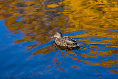 The female mallard duck on the water in the wild. Brown duck swimming on the lake. Waterfowl bird close up. Beautiful reflection on the waterの写真素材