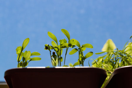 Coriander sprouts on blue sky and leaves close-up. Vegetable background. Young green cilantro seedlings in tray. Growing greenery at home on the window. Microgreen in a pot. Home garden, greenhouseの写真素材