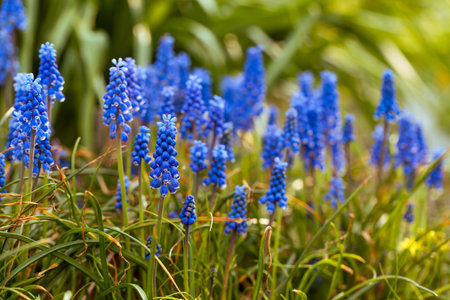 Grape hyacinth flowers close up. Floral spring background. Blooming muscari in the field. Bright blue flowers on a yellow background. Seasonal wallpaper for designの写真素材