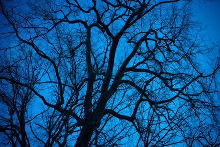 Dark branches on blue background. Creepy background for Halloween. Tree silhouettes with a dramatic sky. Midnight moonlight misty forestの写真素材