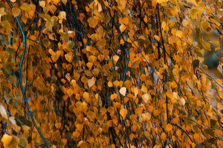 Orange leaf texture. Autumn leaves background. Fall landscape with bright colorful leaves. Beautiful foliage of birch betulaの写真素材