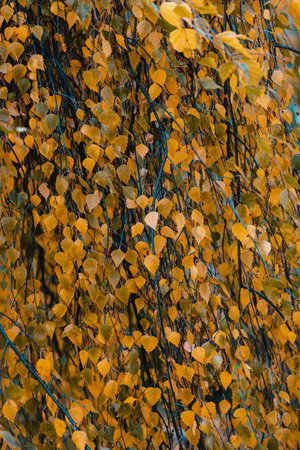 Orange leaf texture. Autumn leaves background. Fall landscape with bright colorful leaves. Beautiful foliage of birch betulaの写真素材