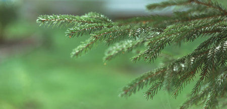 Christmas tree branches background. Green winter fir wallpaper. New Year designの写真素材