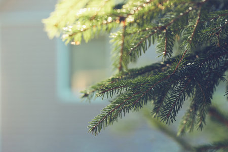 Christmas tree branches background. Green winter fir wallpaper. New Year design. Spruce tree and house window in the backgroundの写真素材