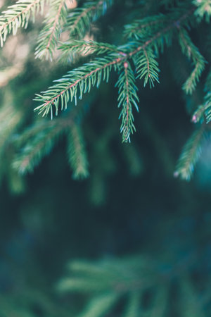 Christmas tree branches background. Green winter fir wallpaper. New Year designの写真素材