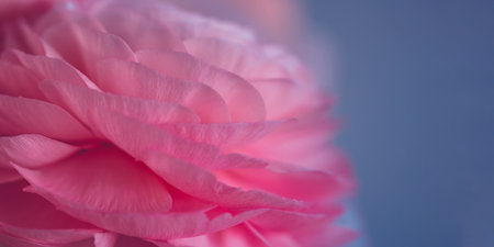 Wide banner with delicate pink macro petals. Beautiful soft tender background of rose ranunculus flower petals close up. Wallpaper for wedding, anniversary, birthday designの写真素材