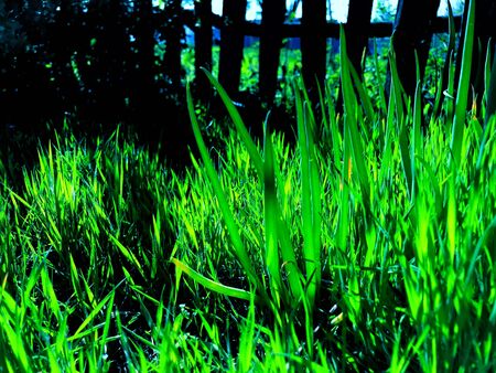 Bright green with dark fenceの写真素材