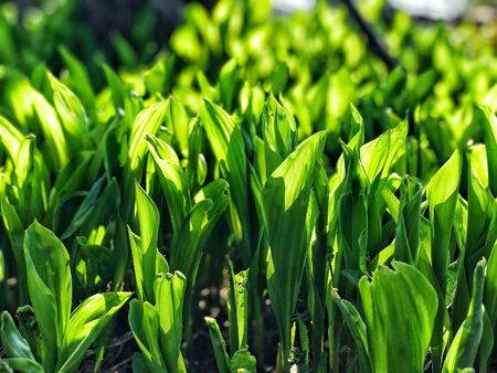Fresh green in sun day