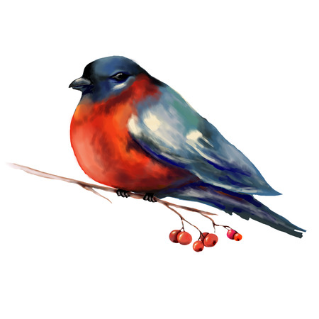 Bullfinch on a branch illustration. Isolate.の写真素材
