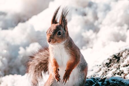 Winter close up portrait of a red squirrel in natural habitat.の写真素材