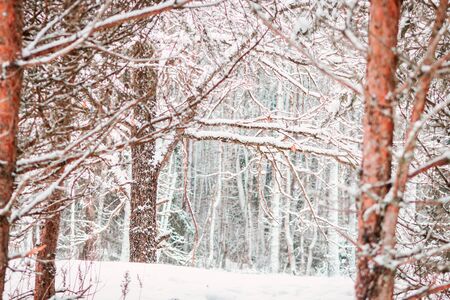 Winter forest landscape. Snowy and frosty winter.の写真素材