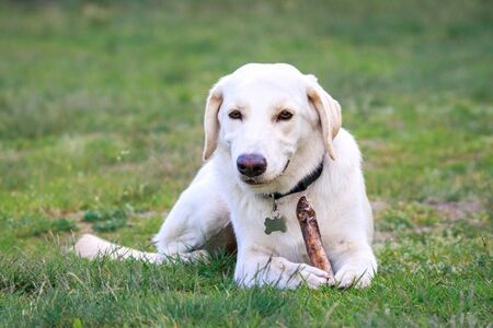 Golden retriever, labrador, dog chasing his toy, smile dogの写真素材