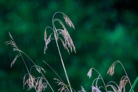 Nature blured background on meadow in rainy dayの写真素材