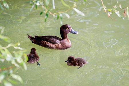 A female Tufted Duck with two ducklings in a pond. Aythya fuligula.の写真素材