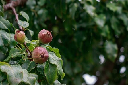 Yong pears hanging on tree branch on rainy day in garden with raindrops.の写真素材