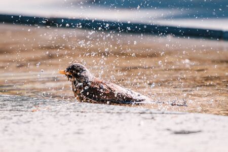 Song thrush splashing water drops around, taking a bath.の写真素材