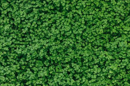 Close-up green grass texture background.の写真素材