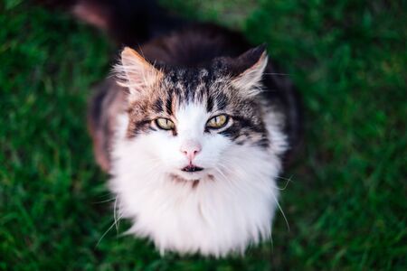 Cat with green eyes in blurry background.の写真素材