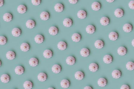 Daisy flatlay pattern, floral turquoise summer background.の写真素材