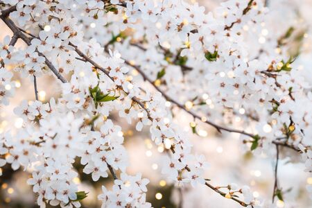 Close up photo of cherry blossoms ith beautiful bokeh.の写真素材