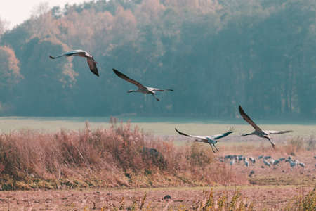 Group of common cranes grus grus fly away.の写真素材