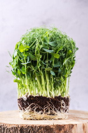 Close-up photo of peas microgreens with seeds and roots.の写真素材