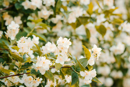 Jasmine flower and green leaves, close up photo of white blossom tree.