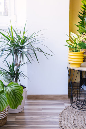Still life of cozy modern flat with various exotic green plants growing in pots.の写真素材