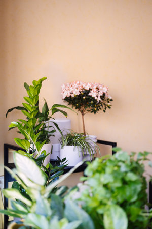 Cozy modern flat with various green plants growing in pots. Desfocus foreground.の写真素材