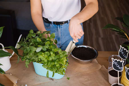 Unrecognized woman planting mint in pot. Close up photo.