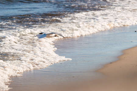 Photo of a black-headed gull that flies along the seashore at sunset.
