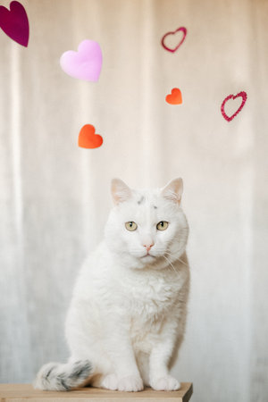Cute white cat posing in the studio with hearts for valentines day.の写真素材