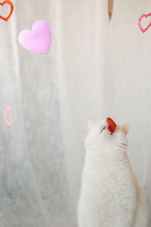 Cute white cat posing in the studio with hearts for valentines day.の写真素材
