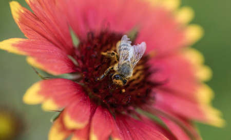 Closeup of a wasp on a plant in the gardenの写真素材