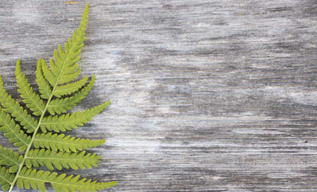 a sprig of rosemary and black pepper on dark wooden background, space for textの写真素材