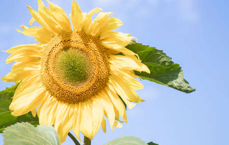 Flowering sunflower in the field of sunflowers with honeybee collecting nectar and pollenの写真素材