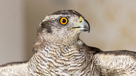 Close-up from a buzzard which is looking to the camera eagle eyes and yellow beakの写真素材