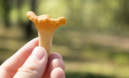 Fresh chanterelle mushrooms in female teen hand.の写真素材