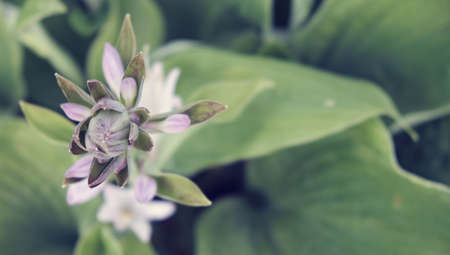 Floral green background. Flower chrysanthemum and petals of a green roses. Place for text. Close-up.の写真素材