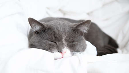 Front view of cute beautiful cat sleeping in her dreams on a classic British patterned quiltの写真素材