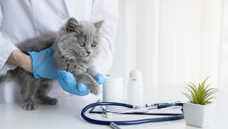animal clinic - treatment with stethoscopes at a cat. Place for textの写真素材