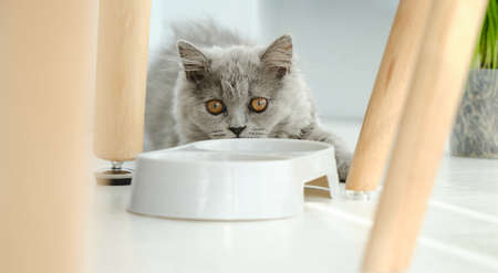 Kitten British blue gray on white background. Cat peeking from behind.の写真素材