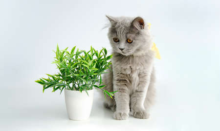 Scottish straight kitten. The cat is playing with flowers.の写真素材