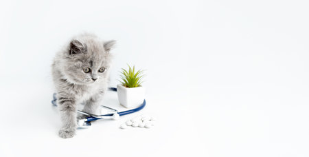 Short-hair grey cat with stethoscope isolated on white background, place for tex.の写真素材